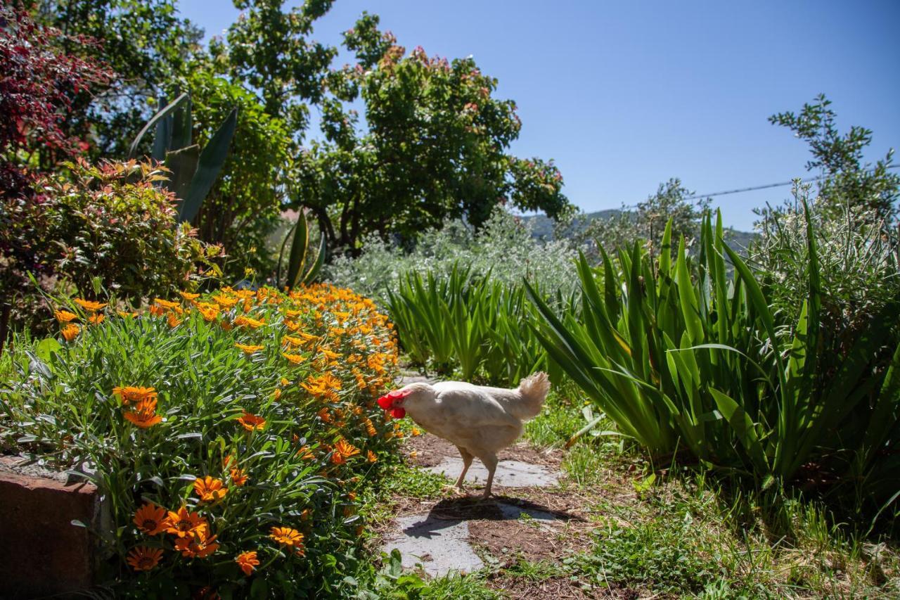 Pietrantica - Affittacamere Con Giardino Nuova Apertura A Trebiano -Citr Exteriér fotografie